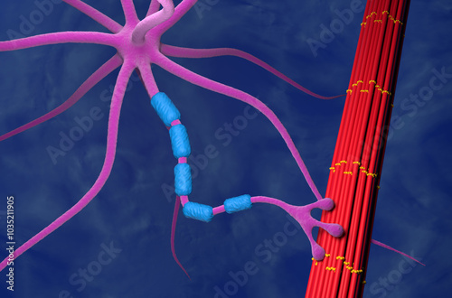 Normal motor neuron contract with muscle - 3d illustration isometric view