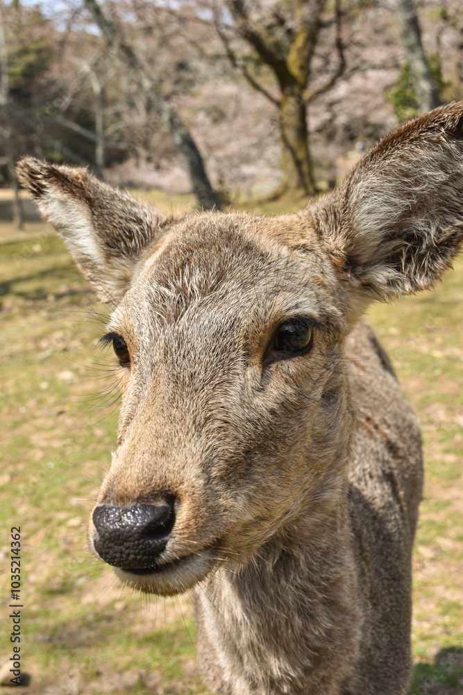 Portrait of cute young deer in the park Portrait of cute young deer in the park