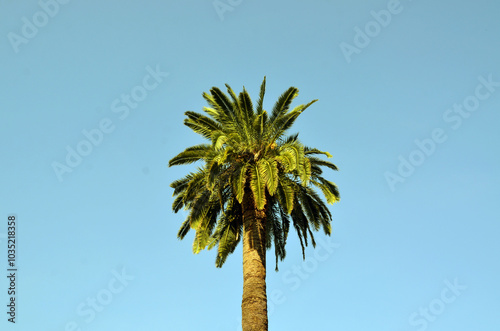 palm tree against blue sky