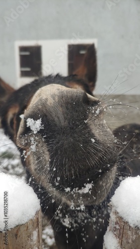 Cute donkey snout closeup