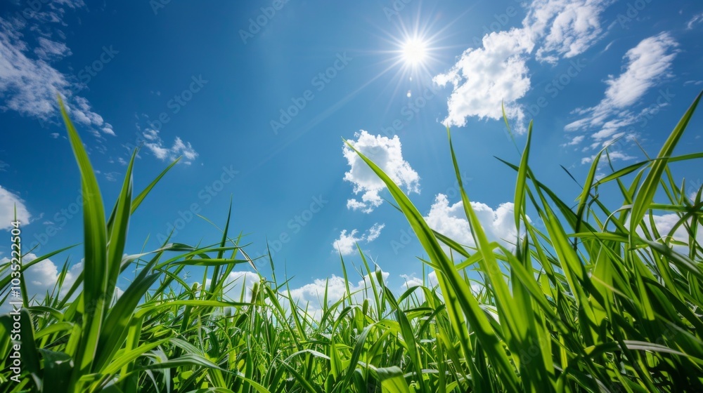 Obraz premium A vivid landscape with tall green grass under a clear blue sky, lit by bright sunlight. Viewed from a low angle, creating a sense of immersion in nature.