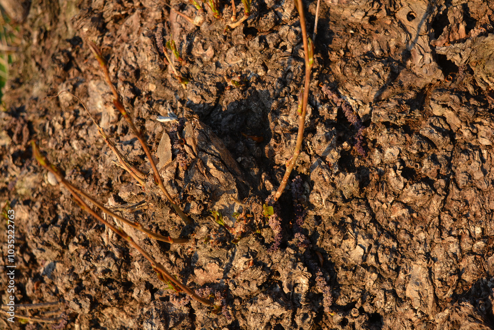 Unusual beautiful nature, early spring. Stems of raspberry bushes, raspberries with new green leaves against the background of warm sunlight. Unusual beautiful nature, early spring. Stems of raspberry bushes, raspberries with new green leaves against the background of warm sunlight.