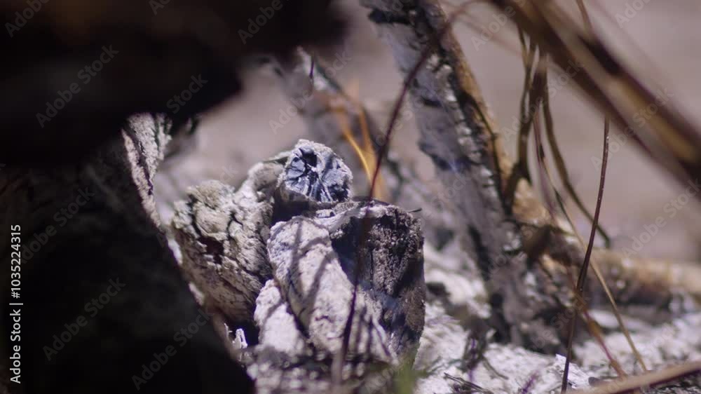 White ash flaming wood fire from tree trunk and branches, close up slow mo White ash flaming wood fire from tree trunk and branches, close up slow mo