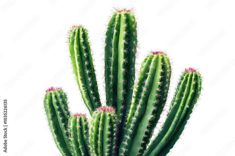 Close-up of a vibrant green cactus with multiple tall, spiky stems and small pink buds, isolated on a transparent background. Close-up of a vibrant green cactus with multiple tall, spiky stems and small pink buds, isolated on a transparent background.