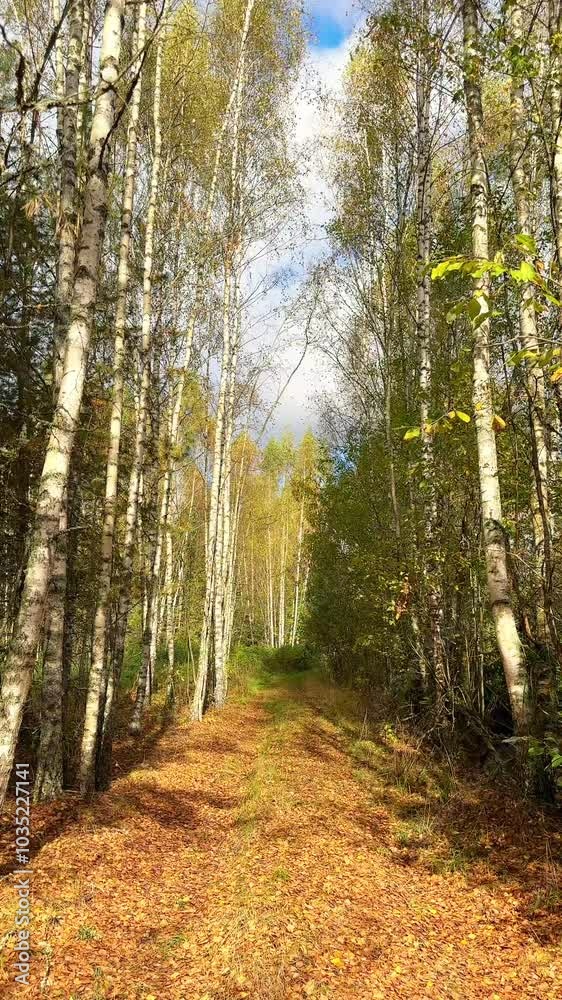 Autumn landscape in a birch forest, bright orange leaves slowly falling to the ground. Birch trunks on a clear sunny day as a natural background. Vertical mobile video Autumn landscape in a birch forest, bright orange leaves slowly falling to the ground. Birch trunks on a clear sunny day as a natural background. Vertical mobile video