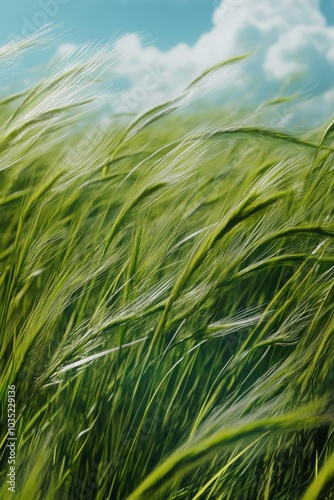 A field of green grass blowing in the wind