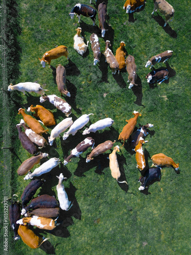 Aerial view of grazing cattle in a green pasture with a scenic fence, Lewes District, United Kingdom. photo