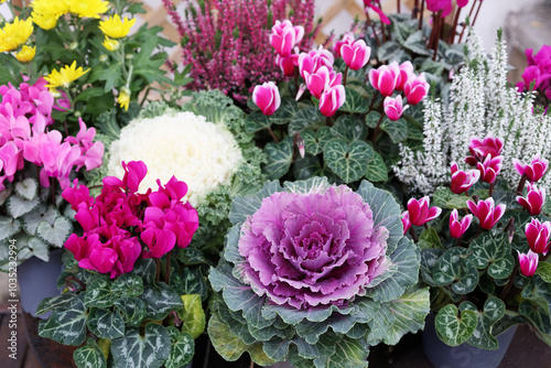 Assortment of autumn potted flowers for balcony and garden: cyclamen, ornamental cabbage, heather, chrysanthemums plants.on white background hight angle view. 