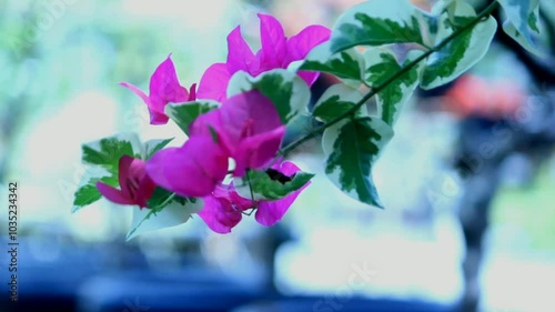 keindahan bunga bogenvile photo
