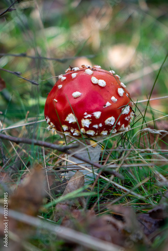 poisonous fly agaric mushroom photo