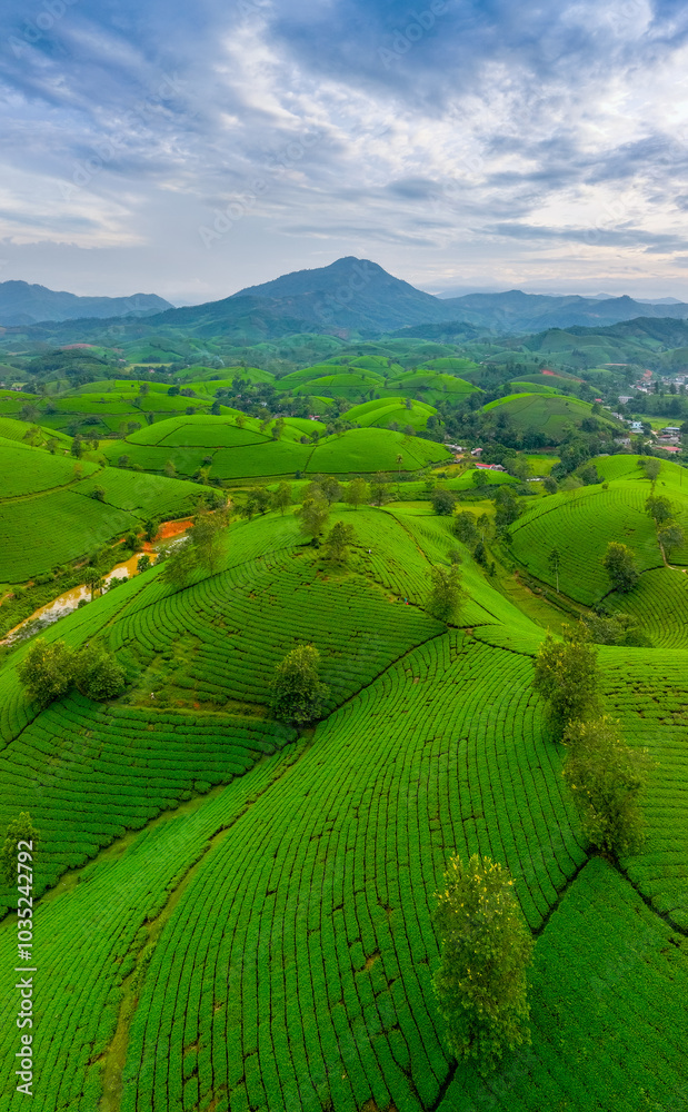 Aerial view of Long Coc tea hills, Phu Tho province, Vietnam. Beautiful green tea plantation in Vietnam. Nature background. Aerial view of Long Coc tea hills, Phu Tho province, Vietnam. Beautiful green tea plantation in Vietnam. Nature background.
