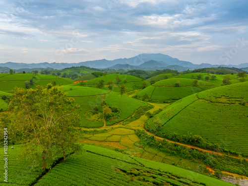 Aerial view of Long Coc tea hills, Phu Tho province, Vietnam. Beautiful green tea plantation in Vietnam. Nature background.