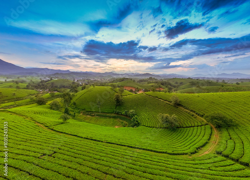 Aerial view of Long Coc tea hills, Phu Tho province, Vietnam. Beautiful green tea plantation in Vietnam. Nature background. photo