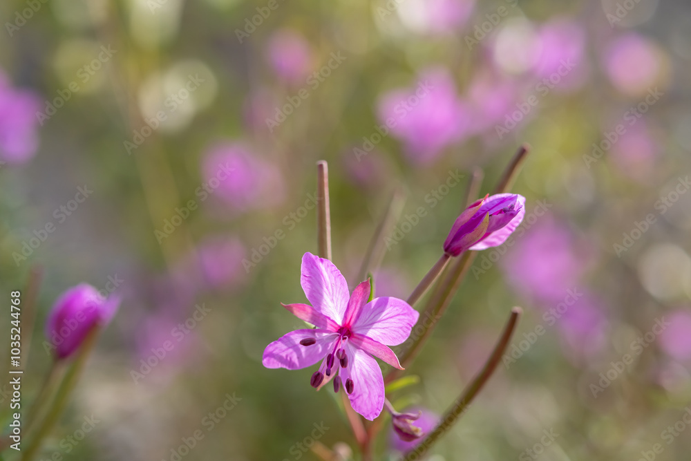 Pink flowers of the rare species Saponaria intermedia. Blurred natural background. Pink flowers of the rare species Saponaria intermedia. Blurred natural background.