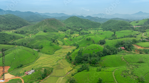 Aerial view of Long Coc tea hills, Phu Tho province, Vietnam. Beautiful green tea plantation in Vietnam. Nature background.