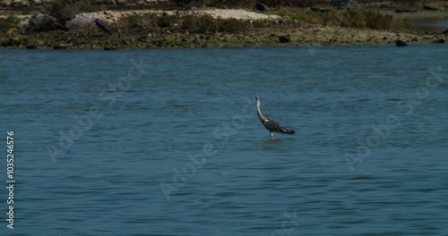 Heron feeding in bay at Sitra, Bahrain photo