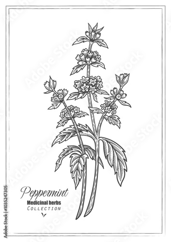 Peppermint flower. Vector line art. Medicinal herb illustration