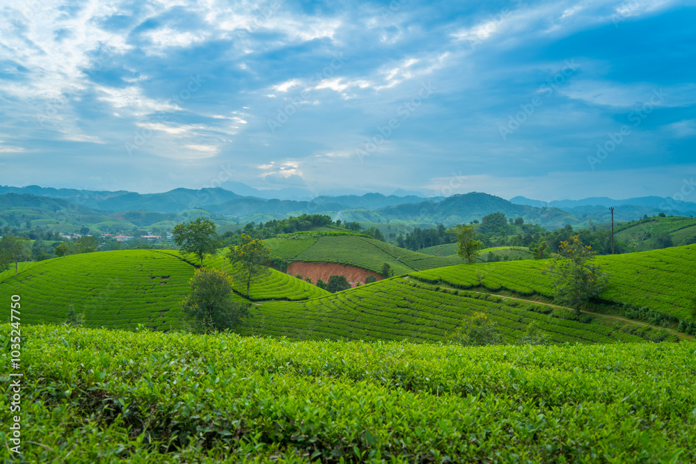 Aerial view of Long Coc tea hills, Phu Tho province, Vietnam. Beautiful green tea plantation in Vietnam. Nature background. Aerial view of Long Coc tea hills, Phu Tho province, Vietnam. Beautiful green tea plantation in Vietnam. Nature background.