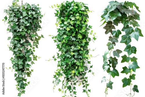 Wallpaper Mural Four different types of ivy on display Torontodigital.ca