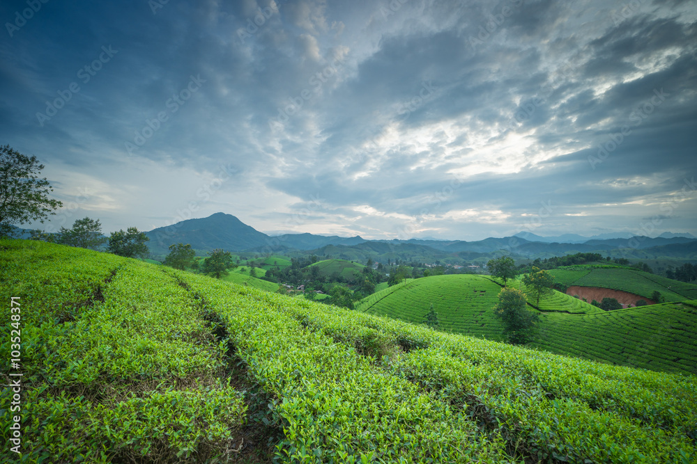 Aerial view of Long Coc tea hills, Phu Tho province, Vietnam. Beautiful green tea plantation in Vietnam. Nature background. Aerial view of Long Coc tea hills, Phu Tho province, Vietnam. Beautiful green tea plantation in Vietnam. Nature background.