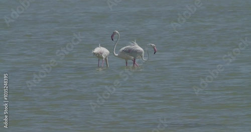 Three wintering flamingos feeding in Sitra, Bahrain photo