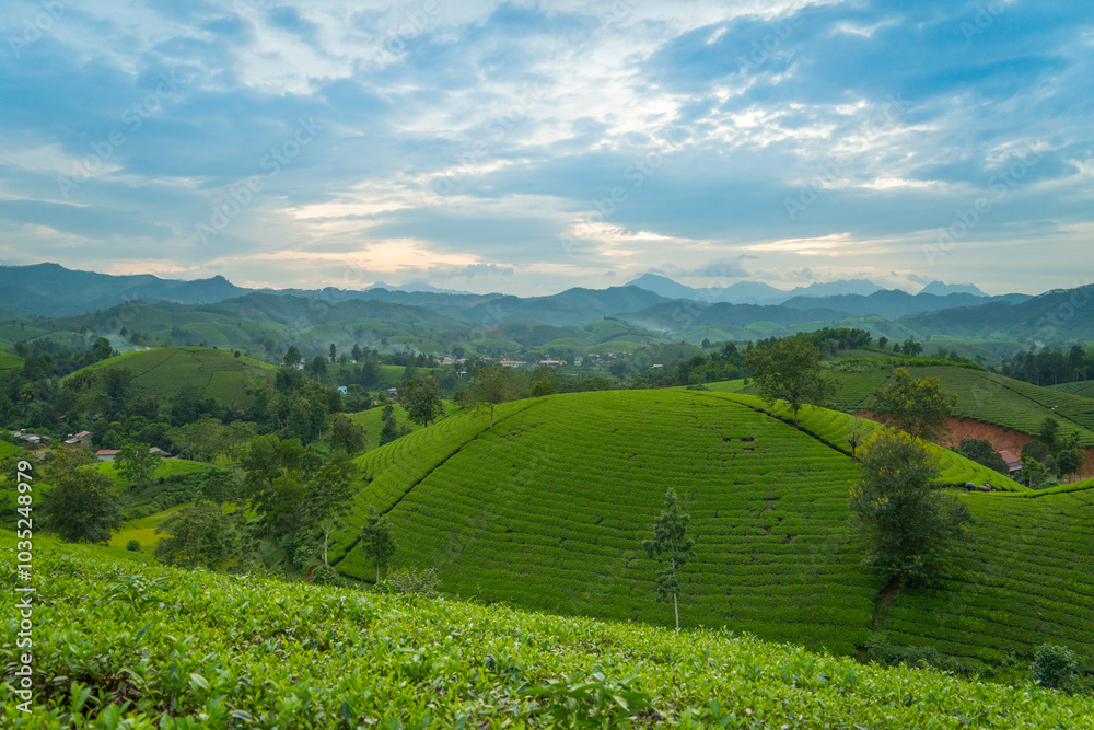 Obraz premium Aerial view of Long Coc tea hills, Phu Tho province, Vietnam. Beautiful green tea plantation in Vietnam. Nature background.