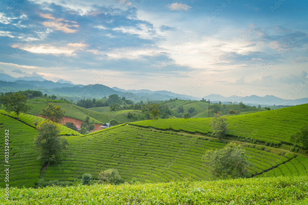 Obraz premium Aerial view of Long Coc tea hills, Phu Tho province, Vietnam. Beautiful green tea plantation in Vietnam. Nature background.