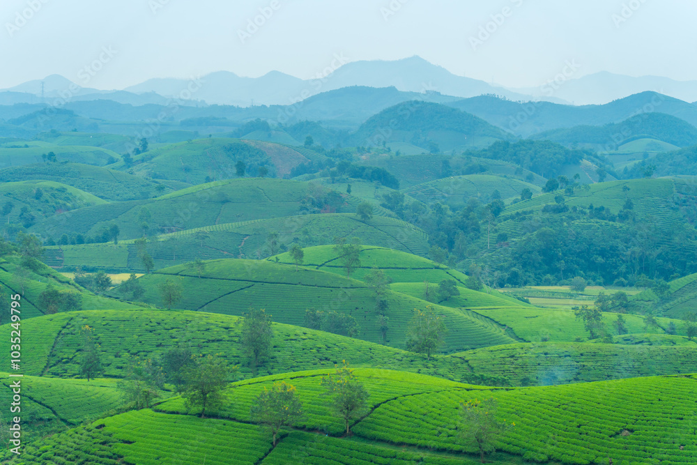 Aerial view of Long Coc tea hills, Phu Tho province, Vietnam. Beautiful green tea plantation in Vietnam. Nature background. Aerial view of Long Coc tea hills, Phu Tho province, Vietnam. Beautiful green tea plantation in Vietnam. Nature background.