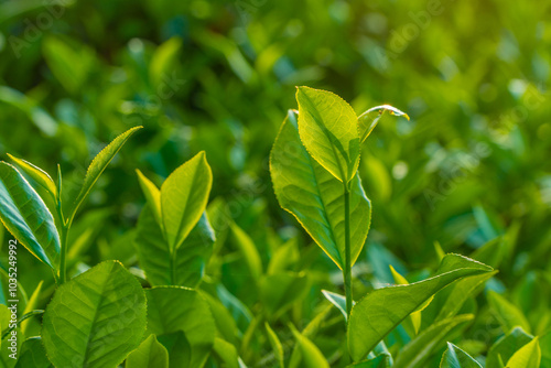 Natural green leaves plants using as spring background cover page environment ecology or greenery wallpaper. Nature of green leaf in garden at summer.