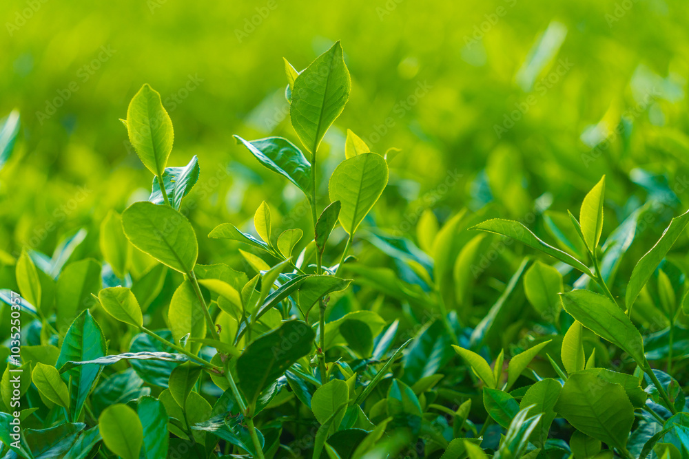 Obraz premium Natural green leaves plants using as spring background cover page environment ecology or greenery wallpaper. Nature of green leaf in garden at summer.