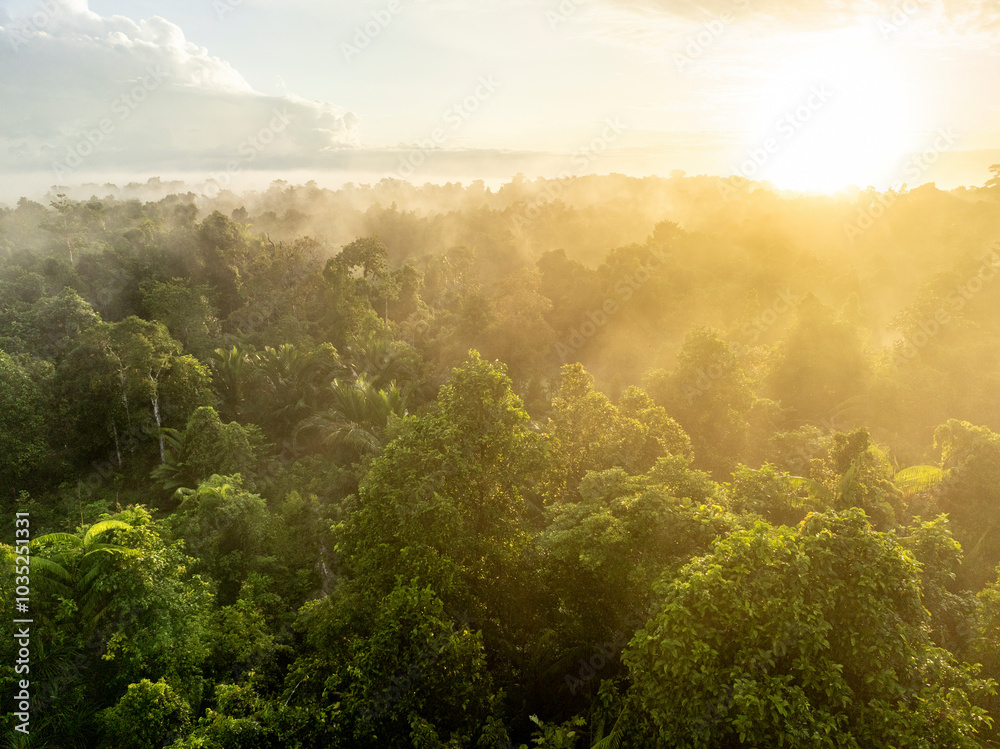 Aerial view of lush green forest with mist and sunrise light, Siberut Island, Indonesia. Aerial view of lush green forest with mist and sunrise light, Siberut Island, Indonesia.