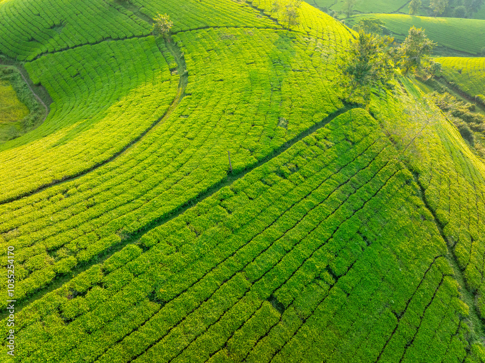 Aerial view of Long Coc tea hills, Phu Tho province, Vietnam. Beautiful green tea plantation in Vietnam. Nature background. Aerial view of Long Coc tea hills, Phu Tho province, Vietnam. Beautiful green tea plantation in Vietnam. Nature background.
