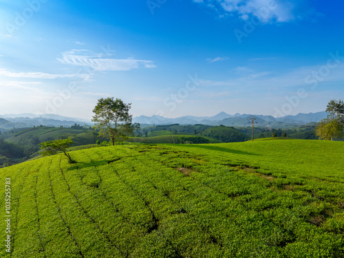 Aerial view of Long Coc tea hills, Phu Tho province, Vietnam. Beautiful green tea plantation in Vietnam. Nature background.