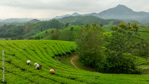 An ethnic Muong woman harvesting green tea on Long Coc tea hill, Phu Tho province, Vietnam. Aerial view