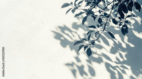 Abstract natural tree leaves shadow on white wall background photo