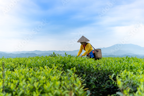 An ethnic Muong woman harvesting green tea on Long Coc tea hill, Phu Tho province, Vietnam photo