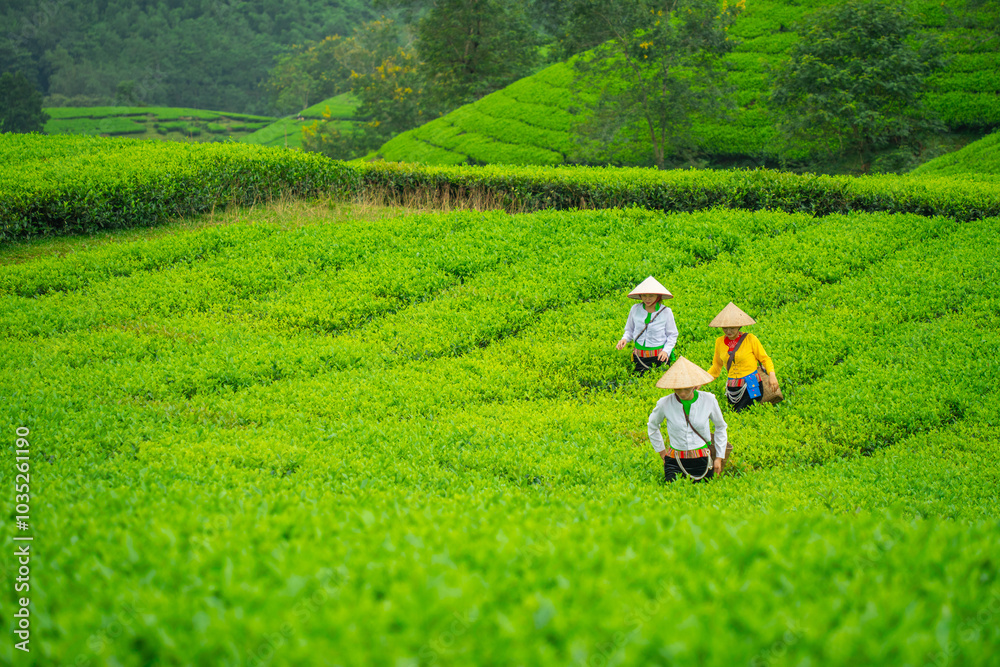 An ethnic Muong woman harvesting green tea on Long Coc tea hill, Phu Tho province, Vietnam An ethnic Muong woman harvesting green tea on Long Coc tea hill, Phu Tho province, Vietnam