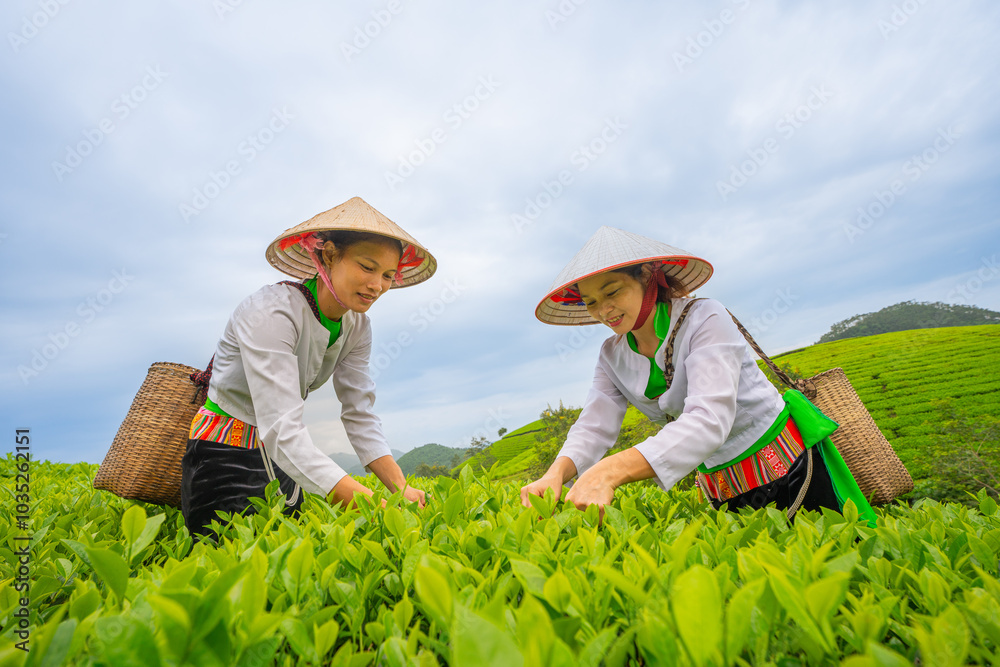 custom made wallpaper toronto digitalAn ethnic Muong woman harvesting green tea on Long Coc tea hill, Phu Tho province, Vietnam