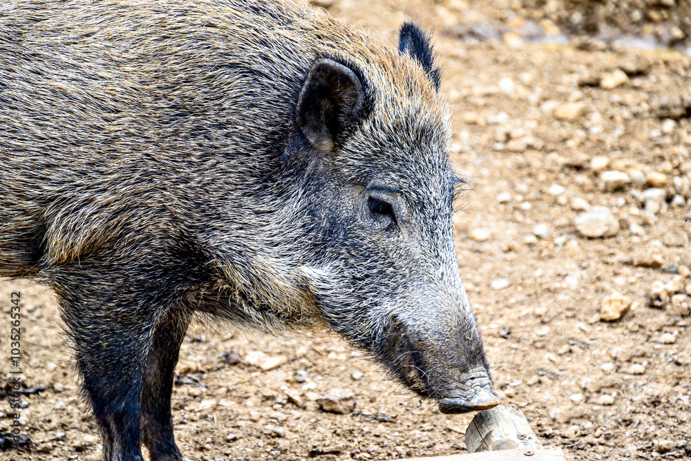 Close-up of a wild boar (Sus scrofa), artiodactyl mammal. Wild pig Close-up of a wild boar (Sus scrofa), artiodactyl mammal. Wild pig