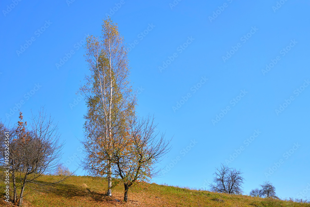 Autumn Birch,couple of deciduous trees.hillside with dried grass Autumn Birch,couple of deciduous trees.hillside with dried grass