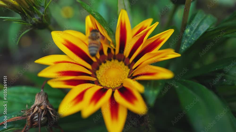 Bee on Gazania flower. Yellow chamomile. heliopsis flowers. Bee on Gazania flower. Yellow chamomile. heliopsis flowers.