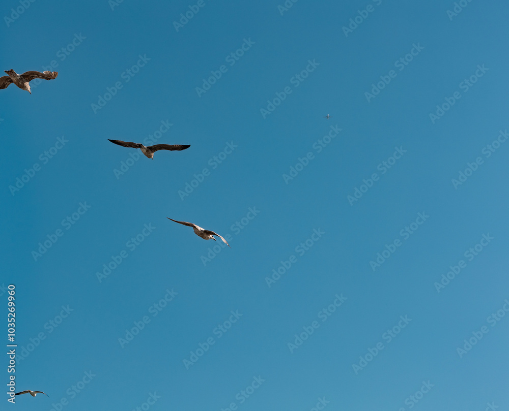 Three flying seagulls from below and a air plane far awy on the blue sky. Nature, wildlife theme, wing, feather, water bird. Blue sky over the North Sea Three flying seagulls from below and a air plane far awy on the blue sky. Nature, wildlife theme, wing, feather, water bird. Blue sky over the North Sea