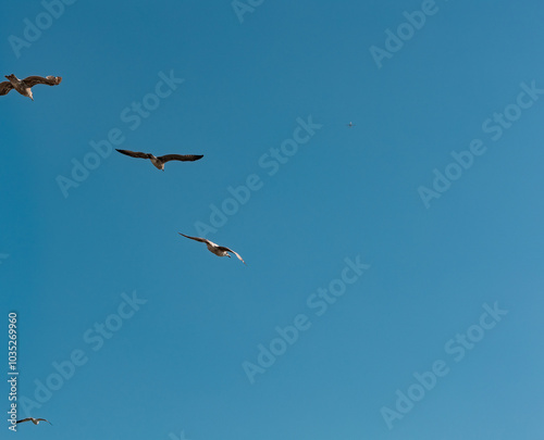 Three flying seagulls from below and a air plane far awy on the blue sky. Nature, wildlife theme, wing, feather, water bird. Blue sky over the North Sea