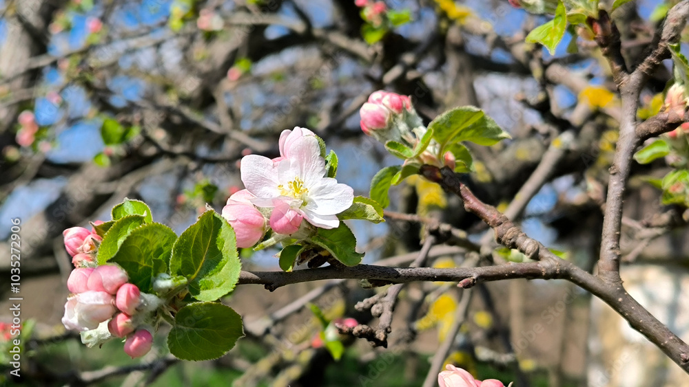 branches of blooming apple tree in the spring close up branches of blooming apple tree in the spring close up
