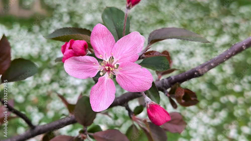 branches of blooming apple tree in the spring close up branches of blooming apple tree in the spring close up