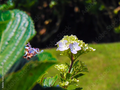 Bluish flower of Hydrangea macrophylla  photo