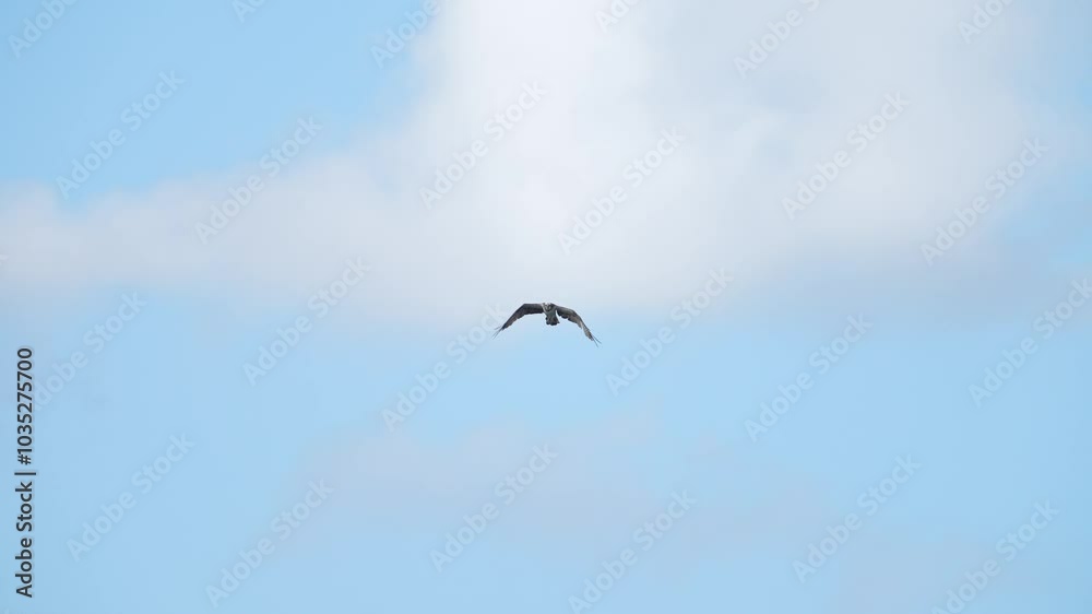 osprey in flight osprey in flight