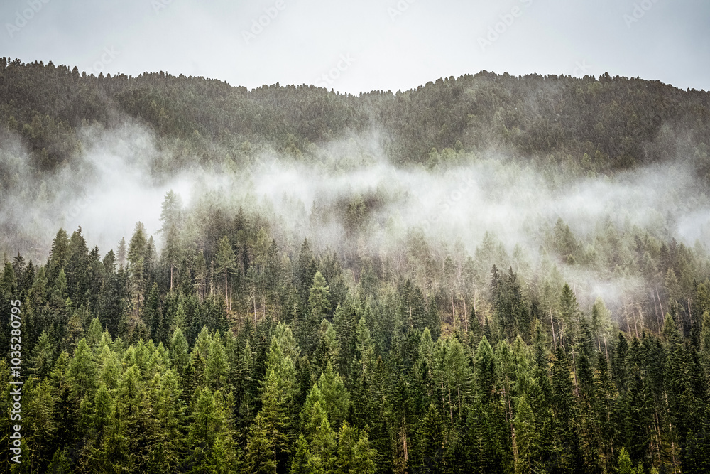 Fototapeta premium Nebel zieht über den Wald