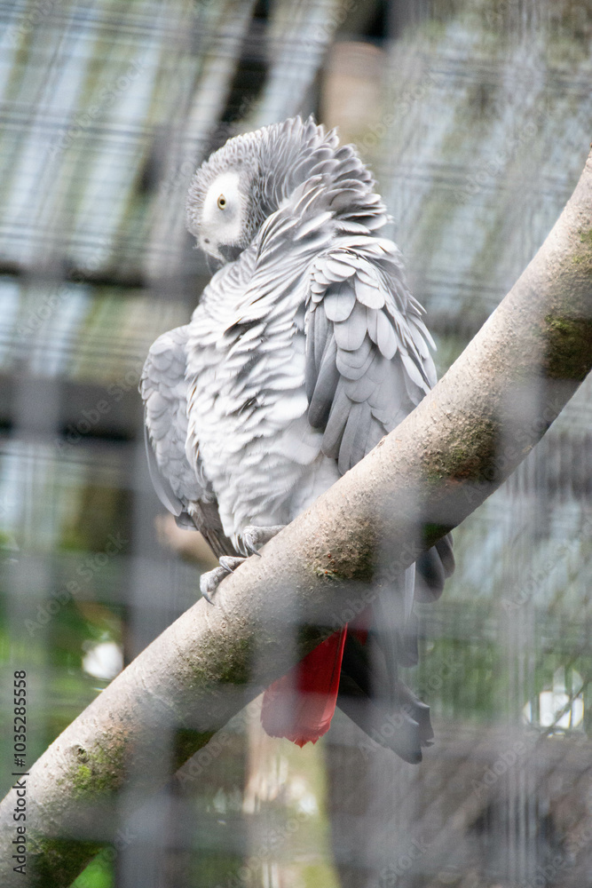Fototapeta premium African gray parrot tropical bird