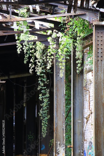 Rusted metal beams with hanging clematis vines in derelict industrial building reclaimed by nature